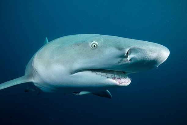 istock Close view of lemon shark in dark ocean 2211130922