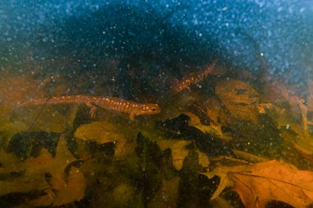 istock Two spotted salamander underwater in vernal pool 2211131122
