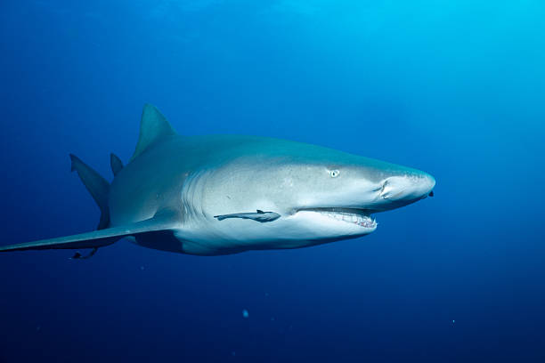 istock Lemon shark in the open ocean 2211131344