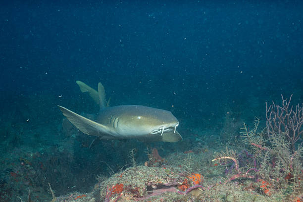 Nurse shark swimming over colorful reef