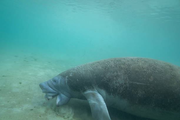 istock Manatee foraging in bottom of spring 2211132405