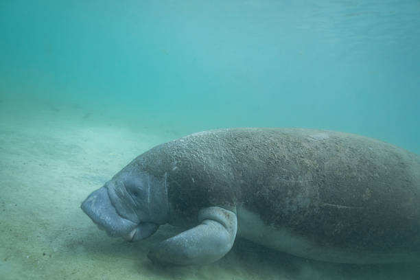 istock Manatee foraging in bottom of spring 2211132408
