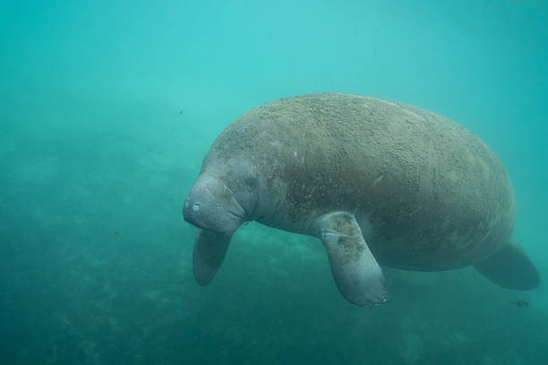 istock Manatee swimming in natural spring 2211132596