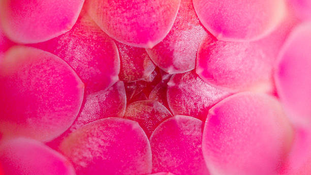 Macro shot of vibrant pink petals forming a geometric pattern, with soft textures and depth. Ideal for backgrounds, floral design, or beauty and wellness themes.