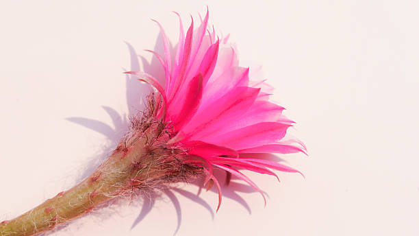 istock Pink Cactus Flower Side View on Soft Background. Perfect for Botanical Illustrations, Nature Education, or Minimalist Art Prints 2211133182