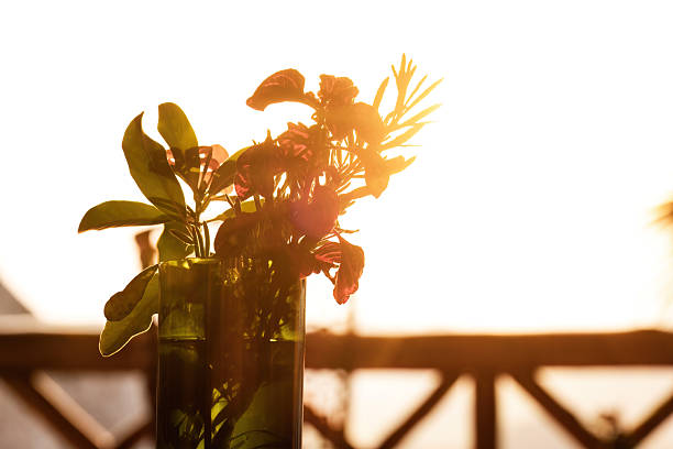 A close-up of a small bouquet of green leaves and red flowers placed in a glass vase on a wooden balcony. The bright setting sun creates a strong backlight, producing a warm glow and silhouettes. This photo was taken in Uganda.