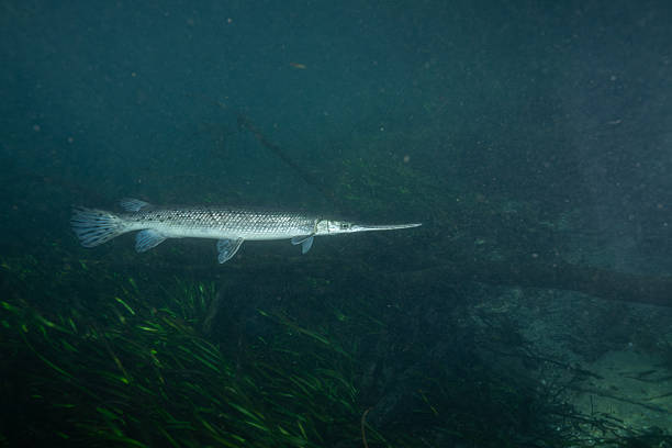 istock Longnose gar over grassy river 2211133344