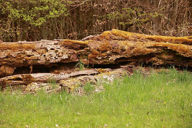 A large log is covered in moss and is sitting in a grassy field. The mossy log is surrounded by a lush green field, creating a peaceful and serene atmosphere