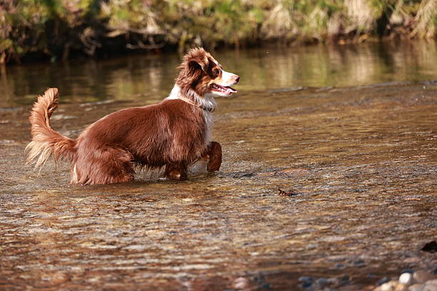 A brown and white dog is playing in a river. The dog is splashing water and he is enjoying itself