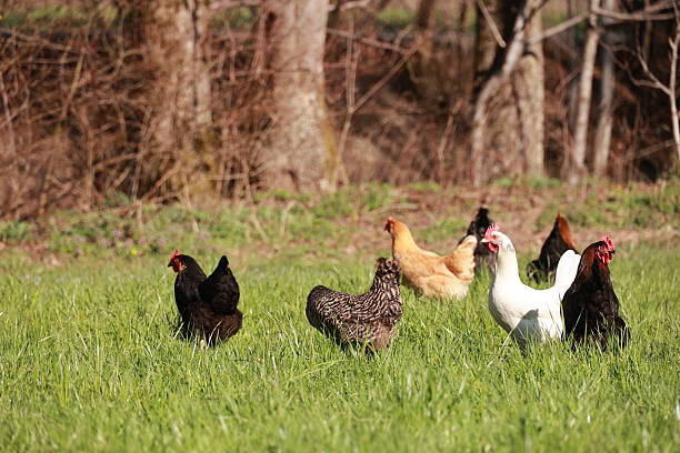 istock A group of chickens are walking in a field 2211133920