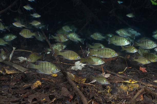 istock Large school of young bluegill in natural spring 2211134585
