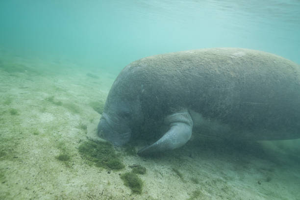 istock Manatee foraging in bottom of spring 2211135316