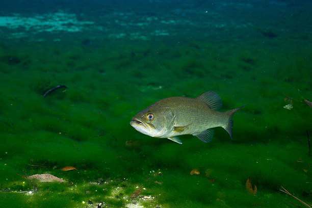 Florida bass in crystal clear spring