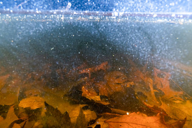 Free picture: Decomposing autumn leaves on ground underwater