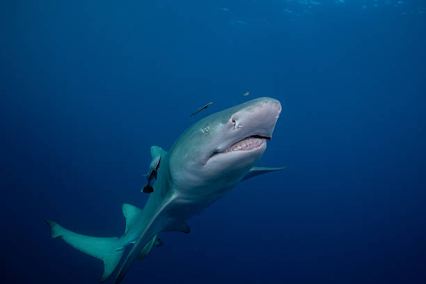 istock Lemon shark in the open ocean 2211136029
