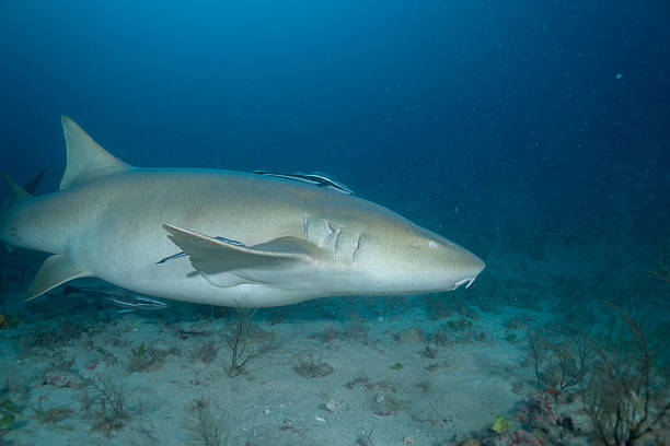 Nurse shark swimming over sandy ocean floor
