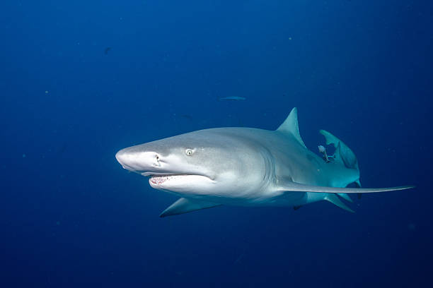 istock Lemon shark in the open ocean 2211136233