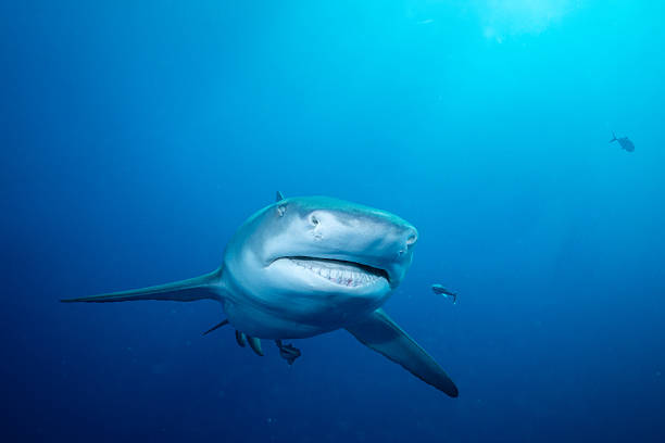istock Lemon shark in the open ocean 2211136395