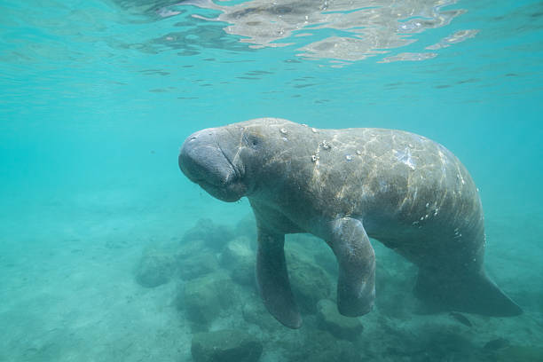 istock Manatee swimming at surface of spring 2211136427
