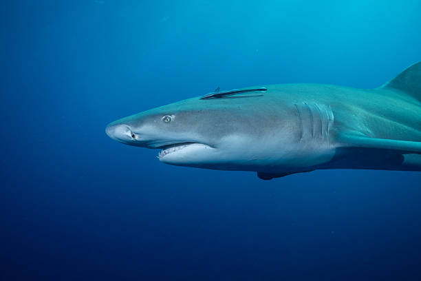 istock Lemon shark in the open ocean 2211136503