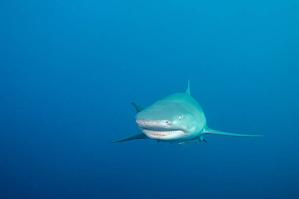 istock Lemon shark in blue open ocean 2211136555