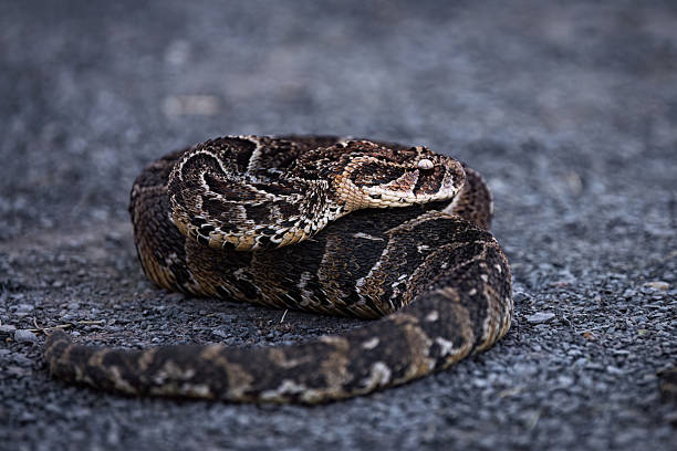 istock Gaboon Viper Coiled on Gravel Surface 2211137399