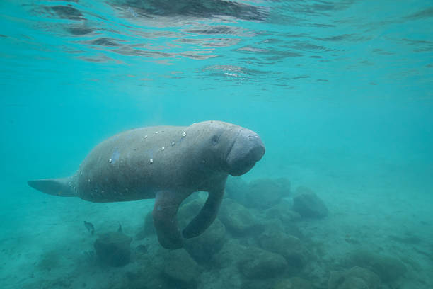 istock Manatee swimming at surface of spring 2211137946