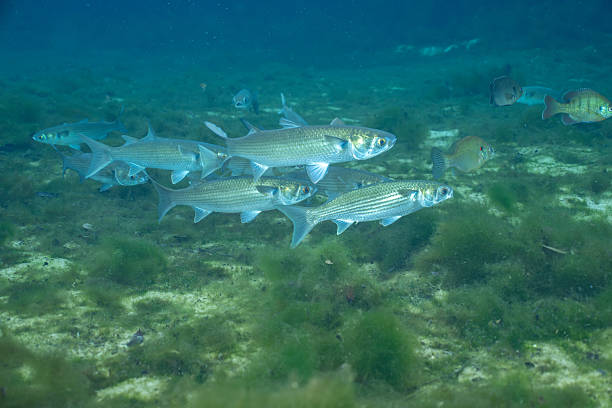 School of striped mullet in spring surrounded by vegetation