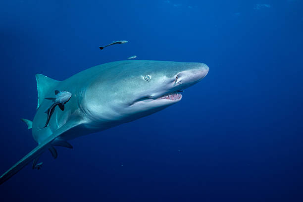 istock Lemon shark in blue open ocean 2211138196