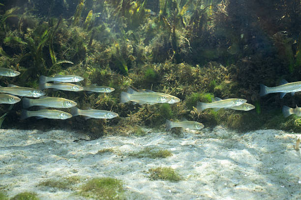 istock Seminole killifish in natural spring 2211138240