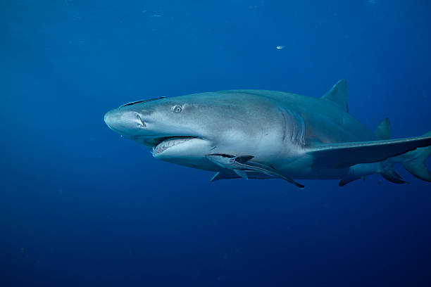 istock Lemon shark in blue open ocean 2211138273