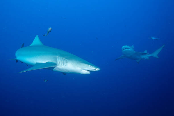 istock Two lemon sharks in blue ocean 2211138312