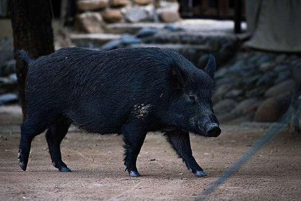istock Wild Boar Walking on Ground Outdoors 2211138377