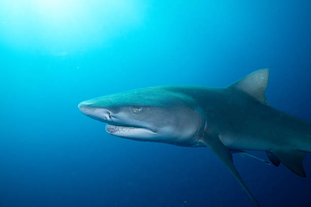 istock Lemon shark in the open ocean 2211138514