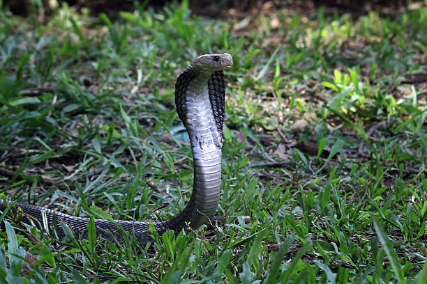 Cobra Snake Java 320+ Naja Naja Photos Stock Photos, Pictures & Royalty-Free Images - iStock
