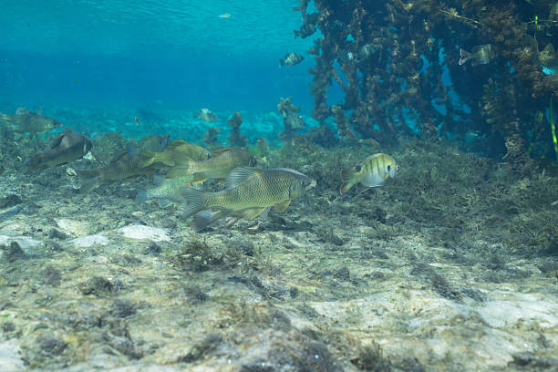 istock Chubsucker in a sandy natural spring 2211139208