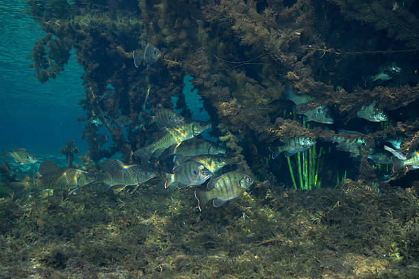 istock Chubsuckers and bluegill in natural spring 2211139254