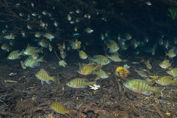 istock Large school of young bluegill in natural spring 2211139256