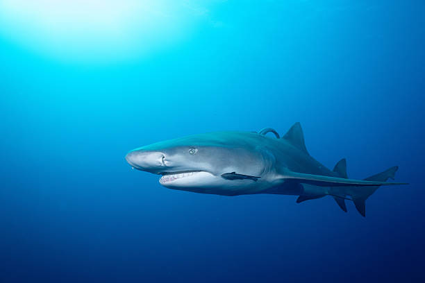 istock Lemon shark in the open ocean 2211139288