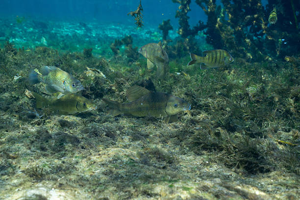 istock Chubsuckers and bluegill in natural spring 2211139325