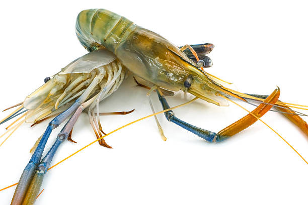 istock Fresh river prawns isolated on white background. Big freshwater prawns. River prawns for cooking. 2211139334