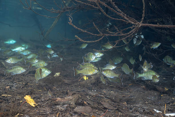 istock Large school of young bluegill in natural spring 2211139501