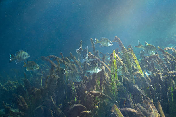 istock School of bluegill in spring with rays of light 2211139535