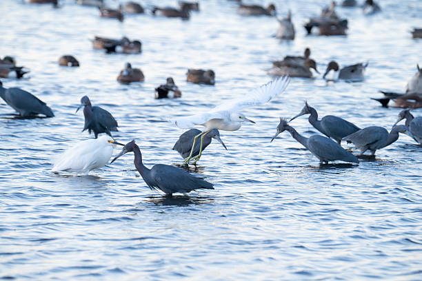 istock Flock of several bird species in marsh 2211139627