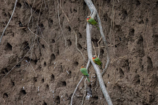 istock White-Fronted Bee-Eaters Perched on Riverbank Wall 2211140264