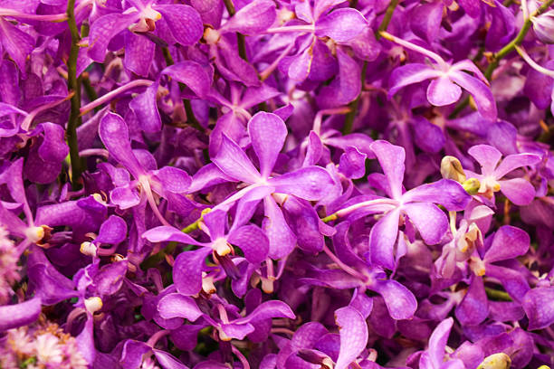 Vanda