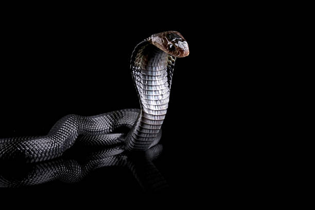 istock Black cobra snake isolated on black, snake habitat in Java Indonesia, Naja sputatrix 2211140315
