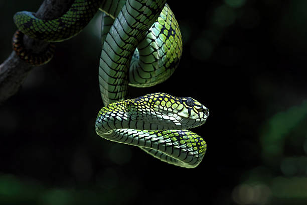 istock Sumatran pit viper on a branch, Trimeresurus sumatranus 2211140339