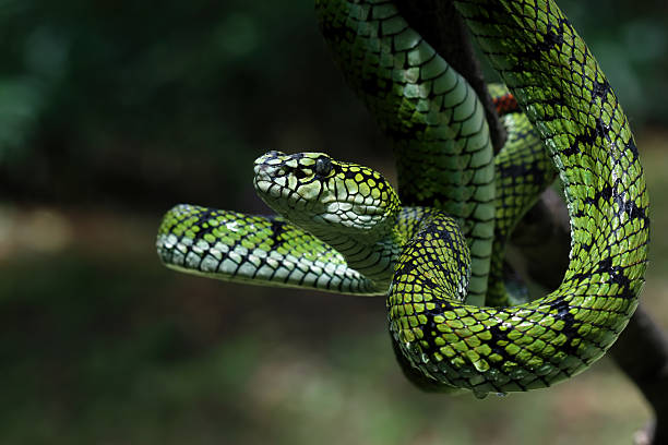 istock Sumatran pit viper on a branch, Trimeresurus sumatranus 2211140373
