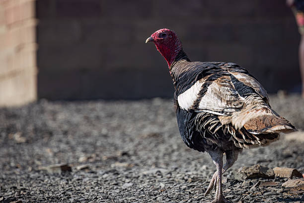 A Wild Turkey (Meleagris gallopavo) with bright red head and dark patterned feathers stands alert on rocky ground, with a wall structure in the background.